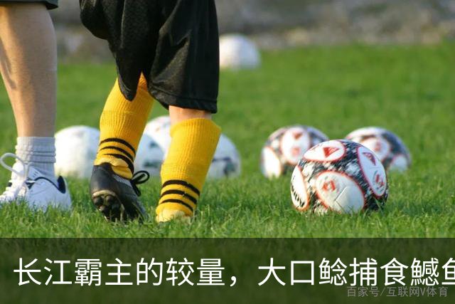 长江霸主的较量，大口鲶捕食鱤鱼，猎物卡嘴无法脱身，双双殒命